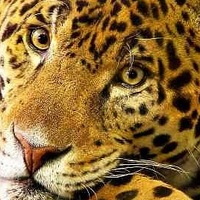 Аватар: Ягуара Пятнистая